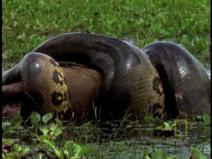 Amazon Anaconda Squeezes Life Out of Worlds Largest Rodent